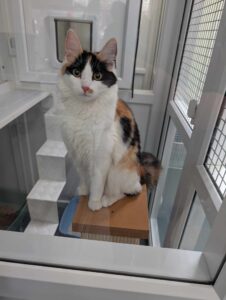 Pet Image